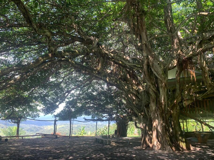 Ferienwohnung Disfruta Del Contacto Con La Naturaleza Puntarenas Exterior foto