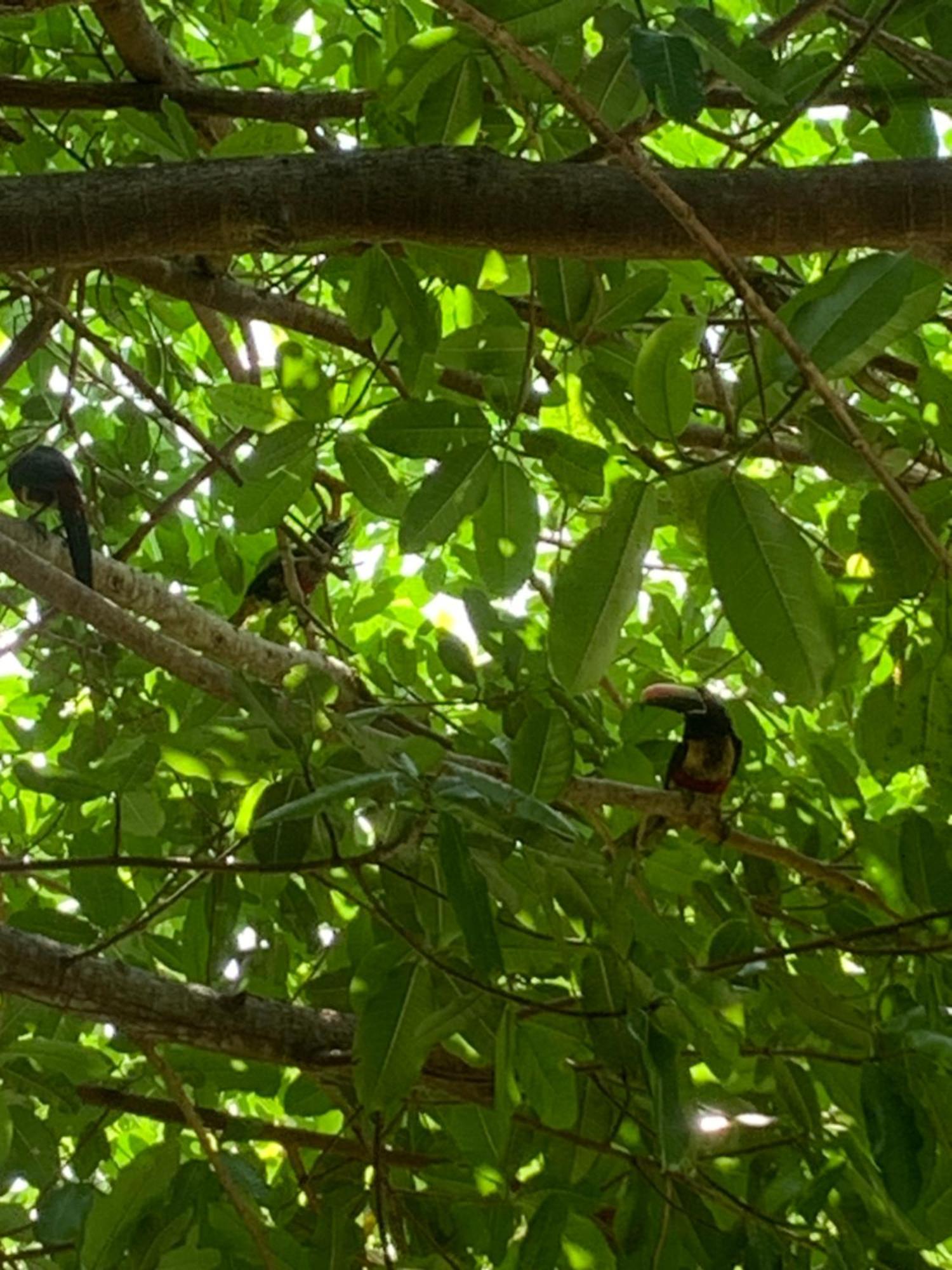 Ferienwohnung Disfruta Del Contacto Con La Naturaleza Puntarenas Exterior foto